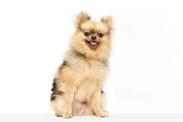 Sevimli Şirin Bir Köpek Pomeranian Salyası Beyaz Stüdyo Arka Planında — Stok fotoğraf