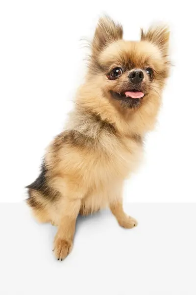 Słodki Zabawny Pies Pomeranian Spitz Siedzi Językiem Wystającym Białym Tle — Zdjęcie stockowe