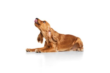 Sakin, güzel, safkan bir köpek, İngiliz cocker spaniel yerde yatıyor ve beyaz arka planda izole edilmiş bir şekilde yalanıyor. Evcil hayvan, hayvan bakımı, veteriner, hareket ve hareket kavramı, dostum. İlan için alanı kopyala