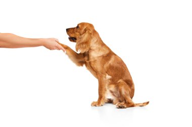 Güzel, sevimli köpek, İngiliz cocker spaniel pençe veriyor, sakince beyaz arka planda tek başına oturuyor. Evcil hayvan, hayvan bakımı, veteriner, eylem ve hareket, aşk, arkadaş kavramı. İlan için alanı kopyala