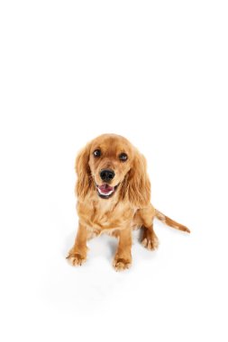Şirin, tapılası köpek, İngiliz cocker spaniel sakince oturuyor ve beyaz arka planda soyutlanmış görünüyor. Evcil hayvan, hayvan bakımı, veteriner, hareket ve hareket kavramı, dostum. İlan için alanı kopyala