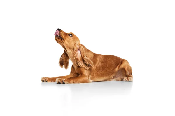 Spokojny Piękny Rasowy Pies Angielski Cocker Spaniel Leżący Podłodze Liżący — Zdjęcie stockowe