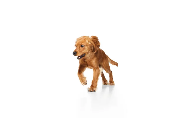 Умный Питомец Чистокровная Собака Английский Кокер Спаниель Движении Бегущий Изолированно — стоковое фото