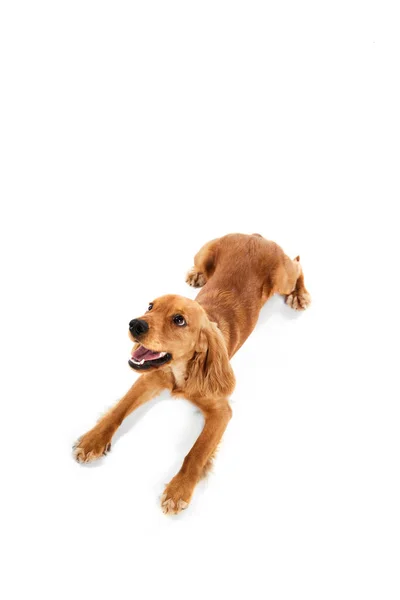 Top View Cute Adorable Dog English Cocker Spaniel Lying Floor — Stock Photo, Image