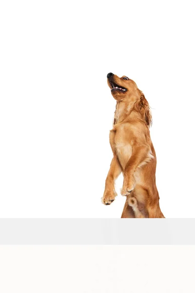 Чистая Собака Английский Кокер Спаниель Стоящий Задних Лапах Играющий Изолированно — стоковое фото