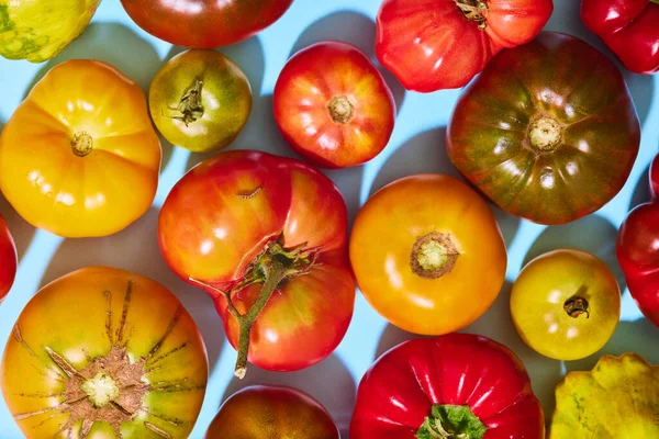 Draufsicht Auf Viele Leckere Frische Tomaten Verschiedener Sorten Sommergeschmack Garten — Stockfoto