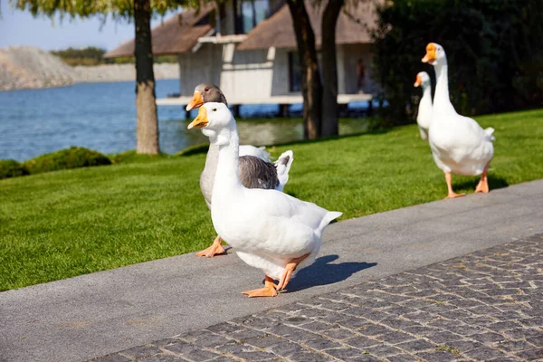 Beautiful Grey White Geese Walking Path Green Grass River Public — Stock Photo, Image