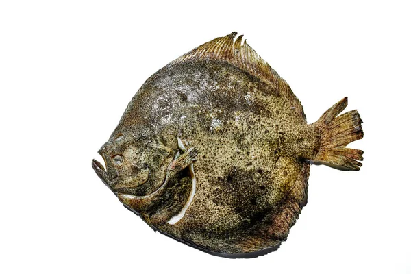 Lahodné Čerstvé Mořské Plody Platýs Ryby Izolované Bílém Pozadí Trh — Stock fotografie