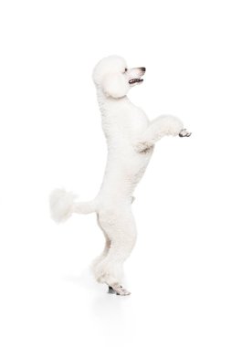 Antrenman. Akıllı köpek, safkan beyaz kraliyet kanişi beyaz stüdyo arka planında izole bir şekilde arka ayakları üzerinde duruyor. Evcil hayvanlar, güzellik, evcil hayvan arkadaş, tımar, veteriner bakımı. İlan için alanı kopyala