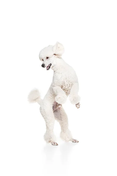 陽気で幸せな犬 ホワイトスタジオの背景に隔離された後ろ足に立っている純粋な白い王室のプードル 美しさ ペットの友人 グルーミング 獣医の世話の概念 Adのためのスペースをコピーする — ストック写真
