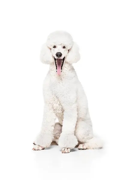 Королевский Белый Пудель Чистокровная Собака Сидящая Торчащим Языком Улыбающаяся Изолированная — стоковое фото