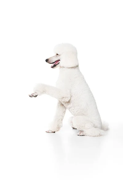 Gib Tatze Reinrassiger Hund Weißer Riyal Pudel Sitzend Und Trainingskommandos — Stockfoto