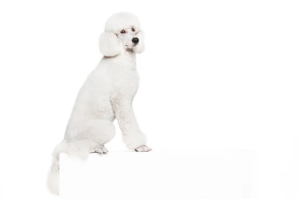 Adorable Beautiful Purebred Dog White Royal Poodle Calmly Sitting Isolated — Stock Photo, Image