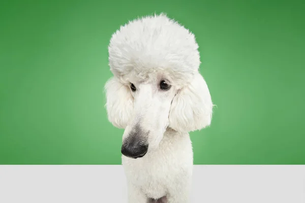 Fish Eye Funny Muzzle Purebred Dog White Poodle Isolated Green — Stock Photo, Image