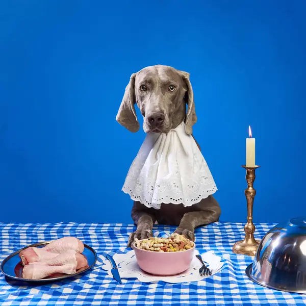 Beautiful, purebred dog, Weimaraner sitting at the table and having dinner, eating dogs food and chicken legs. Concept of domestic animals, care, nutrition, vet, beauty, grooming. Copy space for ad