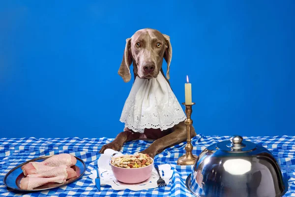 Purebred dog, Weimaraner sitting at the table and having dinner, eating dogs food and chicken legs over blue background. Concept of domestic animals, pet care, nutrition, vet, beauty, grooming.
