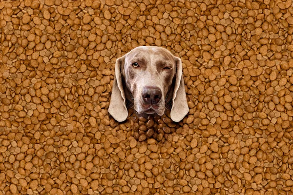 Funny muzzle of purebred dog, Weimaraner peeking out dogs food. Health pet nutrition, high quality food. Concept of domestic animals, pet care, nutrition, vet, beauty, grooming. Copy space for ad