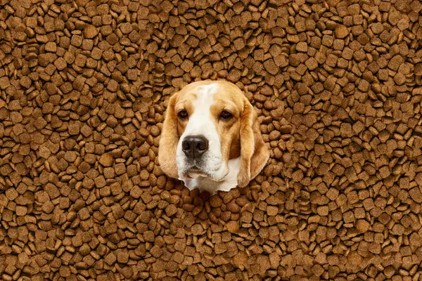Kaganiec Psa Czystej Krwi Beagle Podglądający Karmę Dla Psów Odżywianie — Zdjęcie stockowe