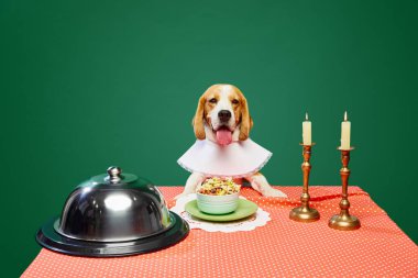Güzel, safkan köpek, masada oturan Beagle, köpek maması yiyor. Yeşil arka planda mumlarla akşam yemeği. Evcil hayvanlar, hayvan bakımı, beslenme, veteriner, güzellik kavramı. İlan için alanı kopyala