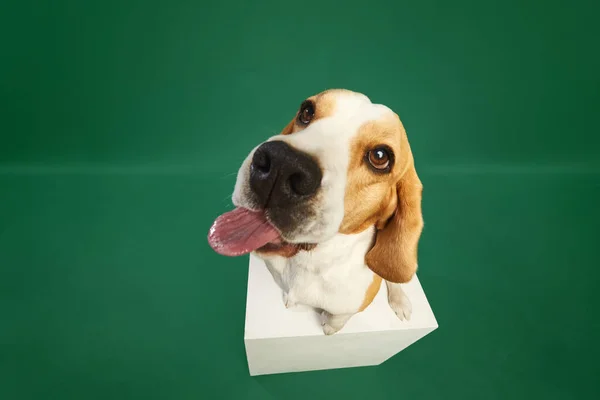 Fish Eye Effect Cheerful Funny Purebred Dog Beagle Jumping Playing — Stock Photo, Image
