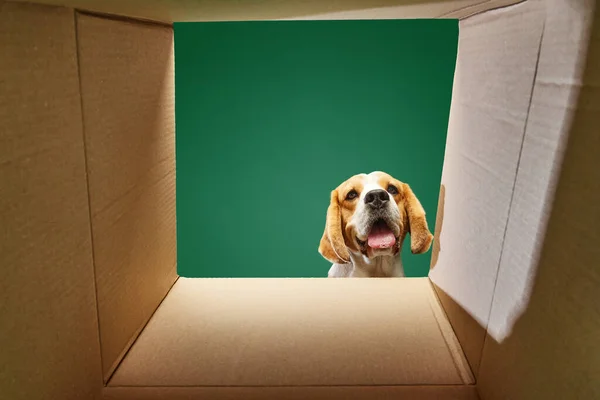 Purebred dog, happy Beagle looking into box over green background. Dogs food, pets care items. Concept of domestic animals, pet care, nutrition, vet, beauty, grooming. Copy space for ad