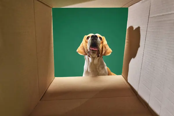 Purebred Dog Beagle Looking Box Green Background Dogs Food Pets — Stock Photo, Image