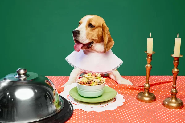 Happy purebred dog, Beagle sitting at the table, eating dogs food. Dinner with candles over green background. Concept of domestic animals, pet care, nutrition, vet, beauty, grooming.