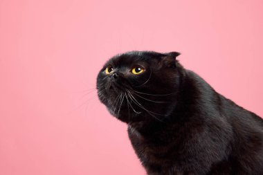 Meraklı namlu. Güzel, safkan, siyah kedi, İskoç kıvrımlı pembe stüdyo arka planında soyutlanmış görünüyor. Evcil hayvanlar, evcil hayvanlar, bakım, veteriner, güzellik. İlan için alanı kopyala