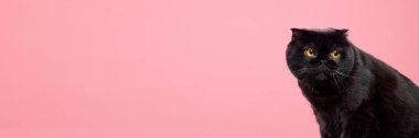 Güzel, safkan, siyah kedi, İskoç kıvrımlı, büyük sarı gözlü pembe stüdyo arka planında izole bir şekilde oturuyor. Evcil hayvanlar, evcil hayvanlar, bakım, veteriner, güzellik. İlan için alanı kopyala