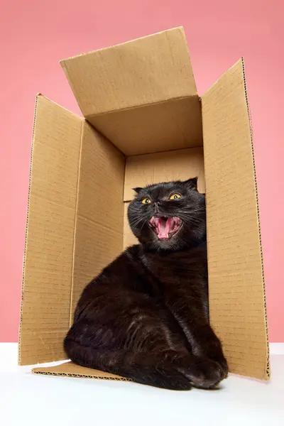 Mňau Krásná Čistokrevná Černá Kočka Skotský Skládací Sedí Kartonové Krabici — Stock fotografie