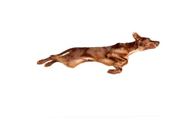 Safkan, aktif, kahverengi köpek, hareket halindeki İrlanda kırmızı ayarı, atlama, beyaz arka planda izole edilmiş eğitim. Evcil hayvan, köpek, cins, güzellik, veteriner, evcil hayvan kavramı. İlan için alanı kopyala