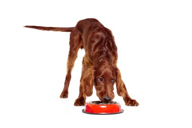 Safkan köpek, kahverengi İrlanda kırmızı seti sakince yiyor, beyaz arka planda izole edilmiş kaseden su içiyor. Evcil hayvan, köpek, cins, güzellik, veteriner, evcil hayvan kavramı. İlan için alanı kopyala