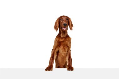 Güzel, mutlu, gülümseyen safkan köpek, beyaz arka planda dili dışarı fırlamış İrlandalı kırmızı seter. Evcil hayvan, köpek, cins, güzellik, veteriner, evcil hayvan kavramı. İlan için alanı kopyala