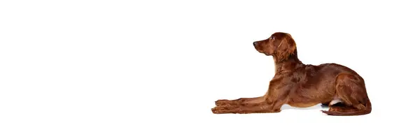 Czysty Pies Piękny Irlandzki Czerwony Seter Leżący Podłodze Wykonujący Polecenia — Zdjęcie stockowe