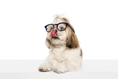 Sevimli safkan köpek, safkan köpek, Shih Tzu beyaz arka planda dili dışarı fırlamış gözlüklerle oturuyor. Evcil hayvan kavramı, veteriner, bakım, evcil hayvan arkadaşları, eylem ve hareket.