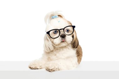 Sevimli safkan akıllı köpek, safkan köpek, beyaz stüdyo arka planında gözlüklerle oturan Shih Tzu. Evcil hayvan kavramı, veteriner, bakım, evcil hayvan arkadaşları, eylem ve hareket.