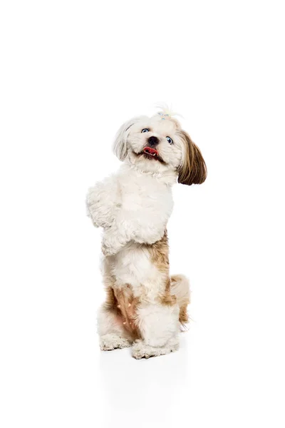 stock image Smart, playful, adorable, smiling purebred dog, Shih Tzu standing on hind legs isolated on white studio background. Concept of domestic animals, vet, care, pet friends, action and motion.