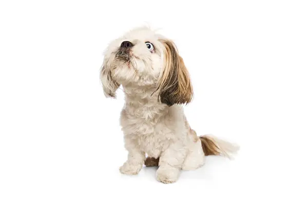 Kürklü Safkan Komik Köpek Shih Tzu Beyaz Stüdyo Arka Planında — Stok fotoğraf