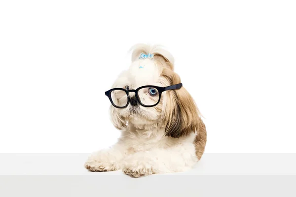 Roztomilý Čistokrevný Chytrý Pes Čistokrevný Pes Shih Tzu Sedí Brýlích — Stock fotografie