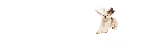 Aktiver Entzückender Reinrassiger Hund Shih Tzu Bewegung Spielend Laufend Springend — Stockfoto