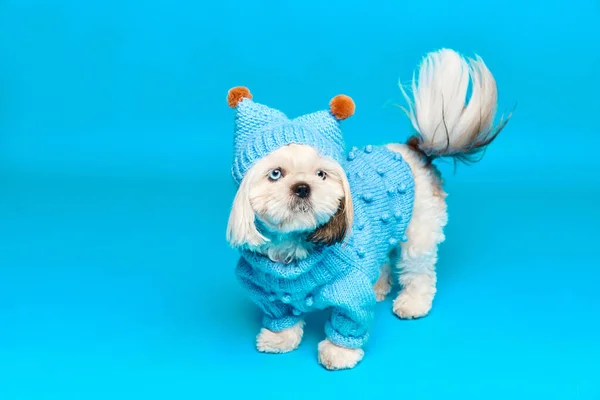 可敬的纯种狗 身着狗的石子冬衣 孤零零地站在蓝色工作室的背景上 去散散步 宠物朋友 动作和动作的概念 — 图库照片
