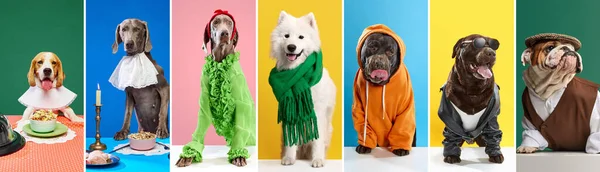 Farklı Safkan Köpeklerle Yapılan Kolaj Şık Köpek Kıyafetleri Giyerek Renkli — Stok fotoğraf