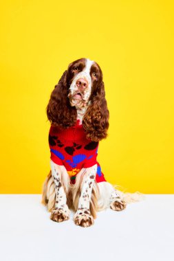 Şirin, güzel bir köpek, saf İngiliz spanyeli, kalın kazak giymiş, sarı stüdyo arka planında oturuyor. Evcil hayvan, bakım, veteriner, sağlık, tımar, hayvan hayatı kavramı