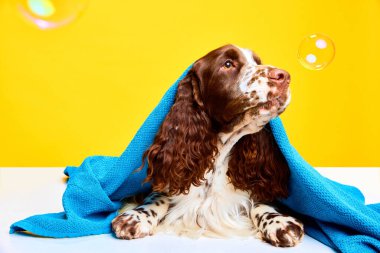 Şirin köpek, şirin safkan İngiliz spanyeli spanyel sabun köpüklü sarı stüdyo arka planına karşı havluyla uzanıyor. Banyo yapmak. Evcil hayvan, bakım, veteriner, sağlık, tımar, hayvan hayatı kavramı