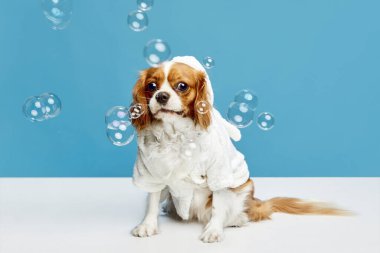 Duş programından sonra. Şirin küçük köpek, safkan Şövalye Kral Charles Spaniel mavi stüdyo arka planında havluyla oturuyor. Evcil hayvan, bakım, veteriner, sağlık, tımar, hayvan hayatı kavramı