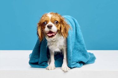 Komik mutlu küçük köpek, şirin, safkan Şövalye Kral Charles Spaniel mavi stüdyo arka planında banyo yaptıktan sonra havluyla oturuyor. Evcil hayvan, bakım, veteriner, sağlık, tımar, hayvan hayatı kavramı