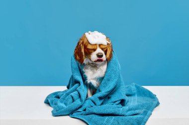 Yürüyüşten sonra banyo. Sevimli küçük köpek, safkan Şövalye Kral Charles Spaniel mavi stüdyo arka planında sabun köpüğüyle oturuyor. Evcil hayvan, bakım, sağlık, hayvan hayatı kavramı