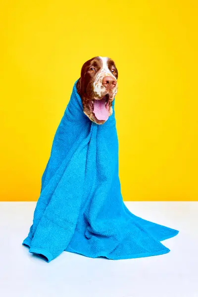 Cute Beautiful Dog Purebred English Springer Spaniel Towel Shower Yellow — Stock Photo, Image