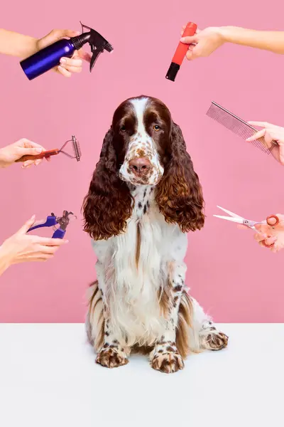 グローミングサービス ピュレブレッド犬の世話をする ピンクのスタジオの背景に対する英国のスプリンガーのスパニエル グルーミング 動物の生活の概念 — ストック写真
