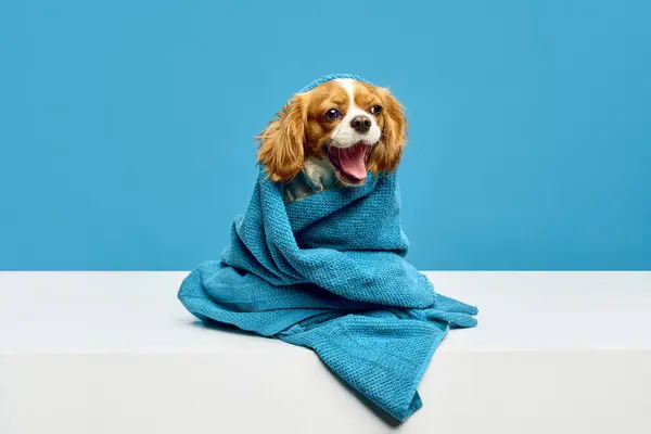 Cão Pequeno Feliz Engraçado Bonito Puro Cavaleiro Rei Charles Spaniel — Fotografia de Stock